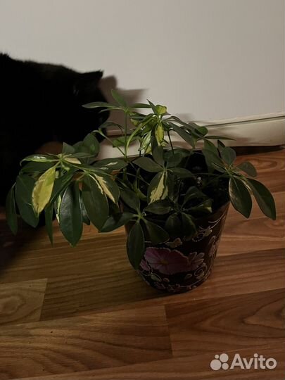 Комнатные цветы