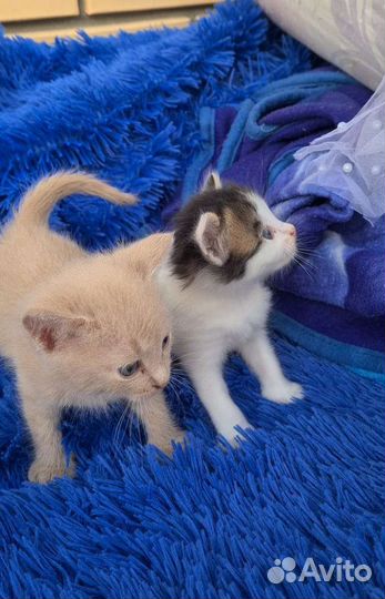 Кошки в добрые руки бесплатно