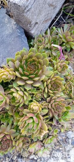 Молодило, очиток