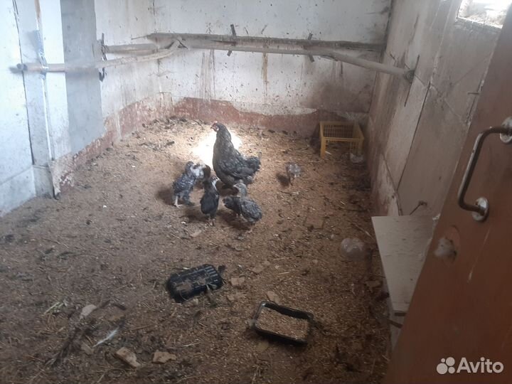 Продам курицу с цыплята,курица 1 +6 цыплят