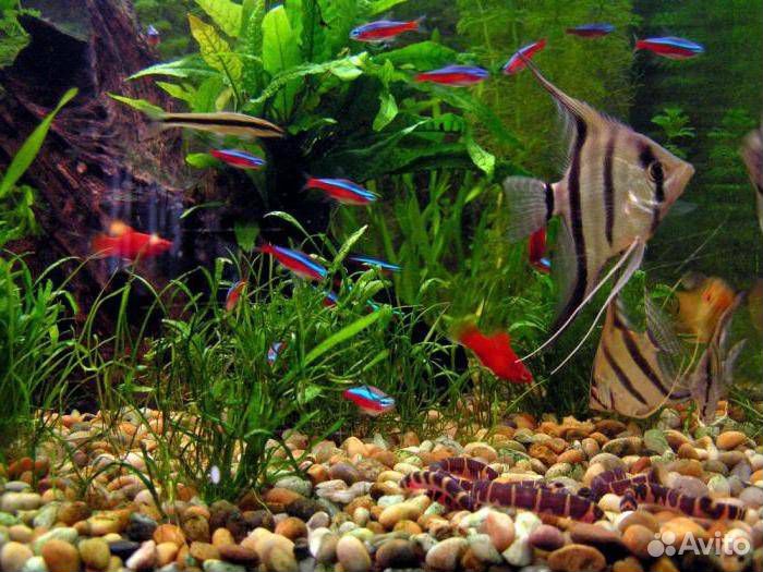 Все для аквариума