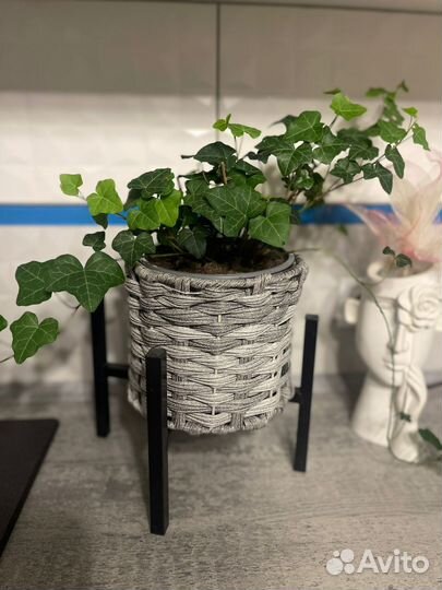 Продам плющ