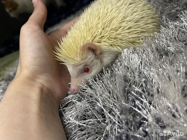 Вязка африканский карликовый ёж