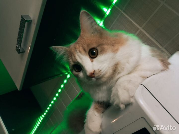 Отдам кота в добрые руки бесплатно