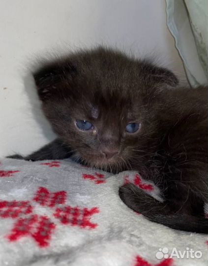 Отдам в добрые руки