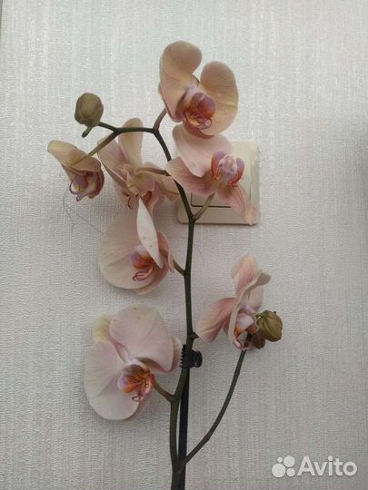 Орхидея фаленопсис леди мармелад