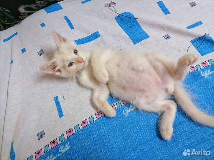 Котята в добрые руки бесплатно