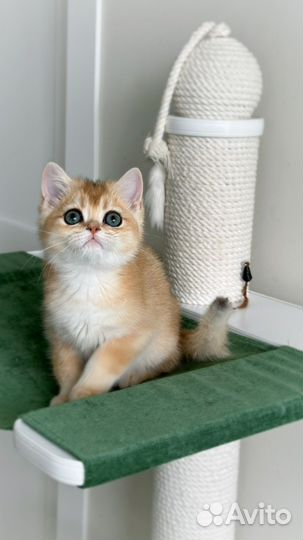 Британские котята золотая шиншилла