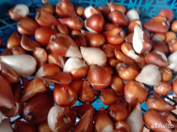 Луковицы тюльпанов