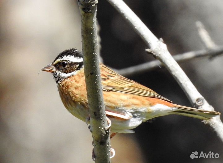 Певчие Птицы Дальнего Востока