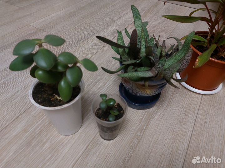 Домашние цветы