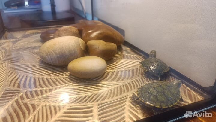 Аквариум+ 2 черепашки+фильтр+обогрев+коряжка+камни
