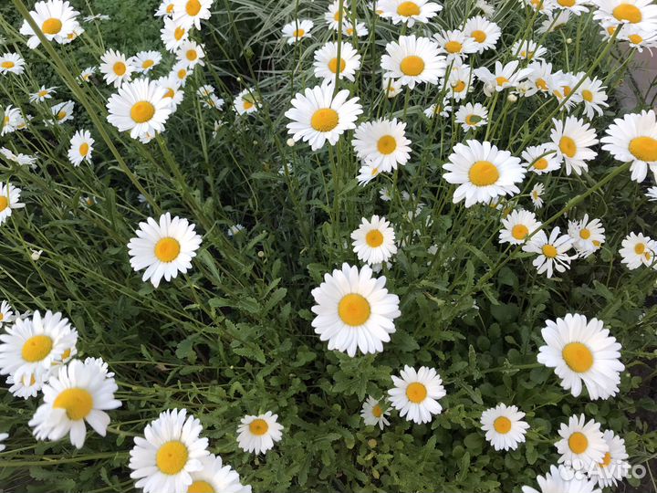 Цветы Ромашка садовая крупная
