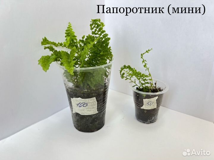 Комнатные растения