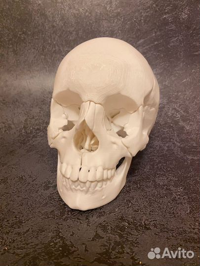 Череп анатомический
