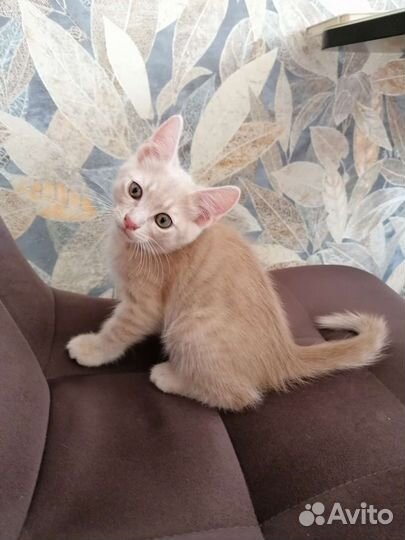 Котята в добрые руки бесплатно