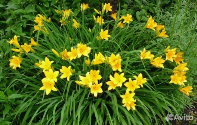 Лилейник stella ле оро