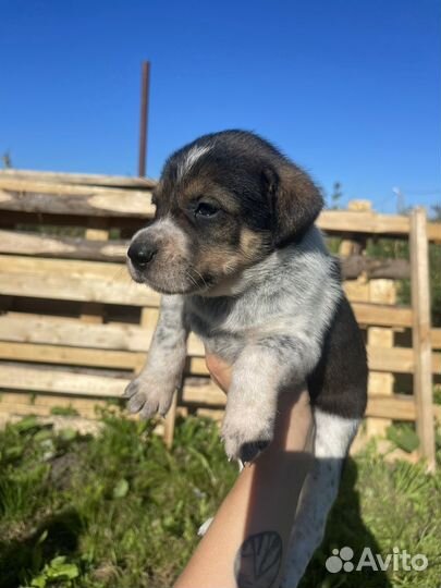 Щенки курцхаара