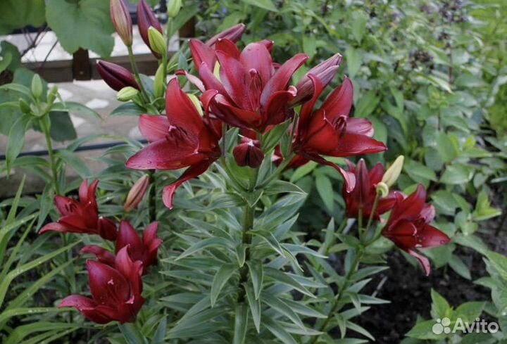 Лилии в форме букета цветов