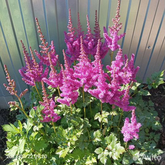 Многолетники: Астильбы, солидаго