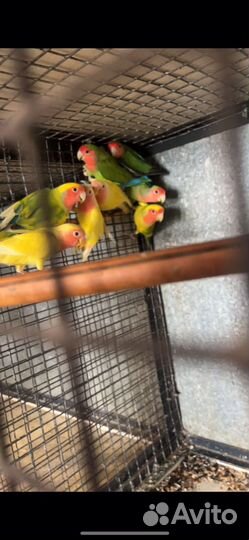 Неразлучники фишера, маска, синие, розовощекие