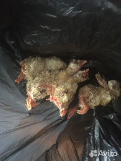 Замороженные крысы (40-50 грамм) 6 штук, + цыплята
