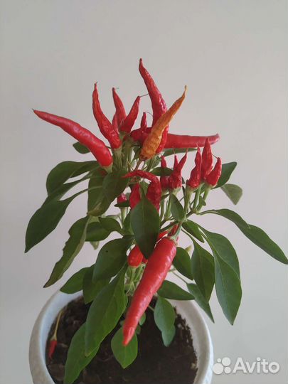 Перчик острый комнатный