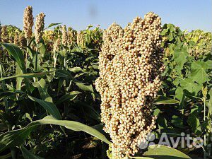 Сорго зерновое сахарное сорго-суданковые гибриды