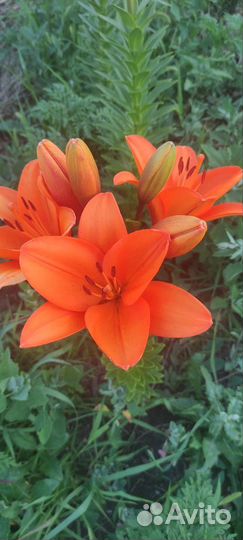 Лилия