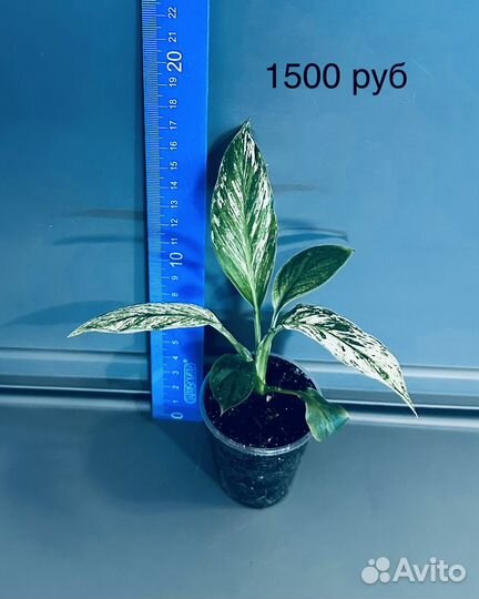 Спатифиллум сенсация вариегатная