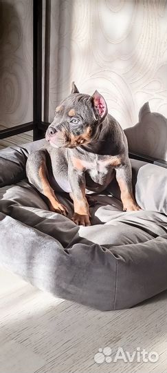 Американский Булли