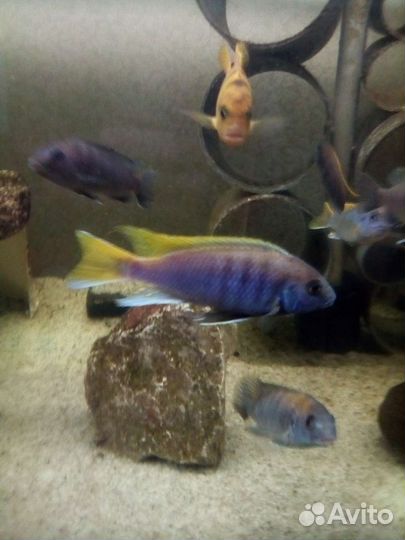 Аулонлкара Ред флеш,хаплохромис василёк,ацеи мзули