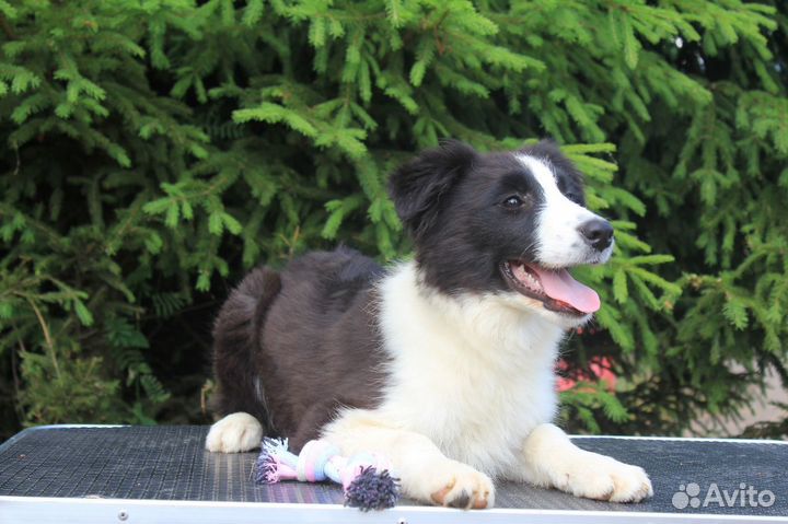 Бордер колли