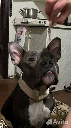 Питбуль вязка