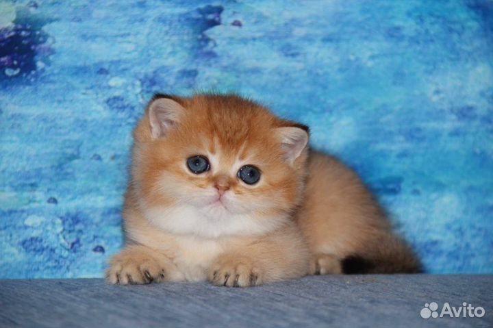 Шотландские котята