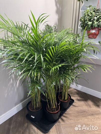 Комнатные растения Арека, Хризолидокарпус, Дипсис