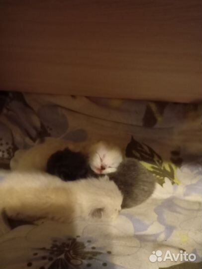 Британцы-шотландцы