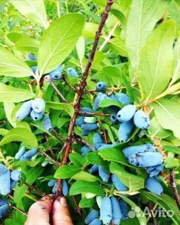 Жимолость, Ежевика, Малина