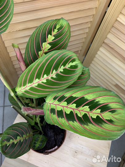 Маранта Леукорнеура Триколор