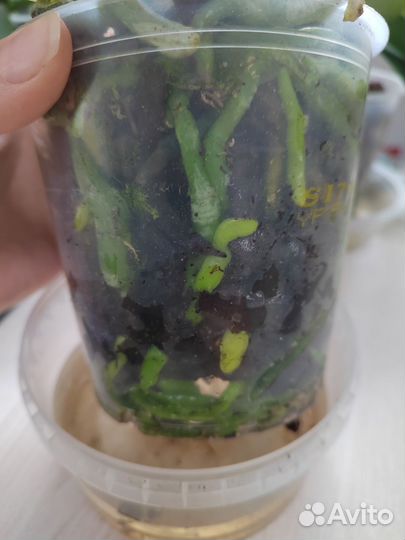 Орхидея фаленопсис