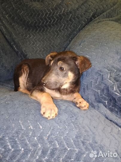 Щенок,кобелек,в добрые руки