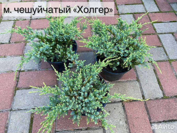 Можжевельник