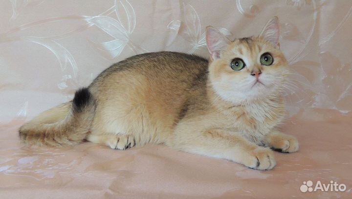 Кошечка Британская шиншилла