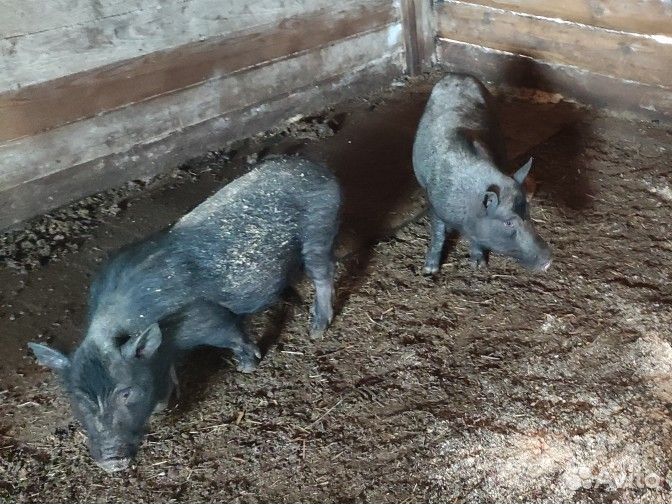 Вьетнамские вислобрюхие поросята