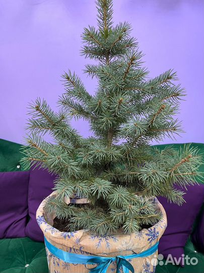Елка новогодняя живая в горшке