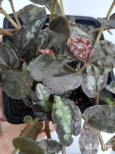 Комнатные цветы