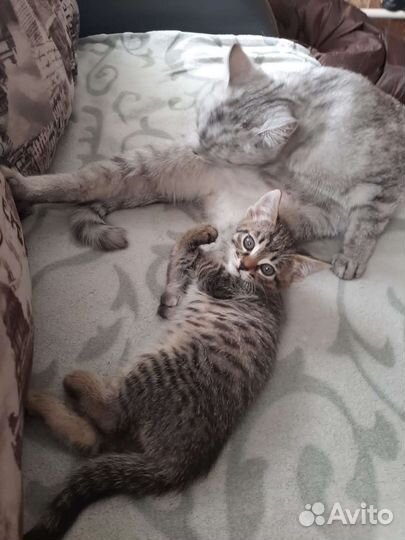 Кошка в дар бесплатно