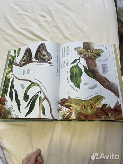 Насекомые в натуральную величину книга