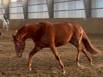 Владимирский тяжеловоз и орловский рысак. Жеребчик владимирский тяжеловоз. Стоящая лошадь. Продали коня какой конь. Воронцовский конный завод переславль-залесский.