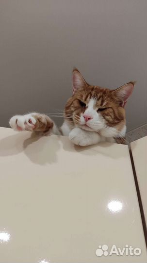 Кошка